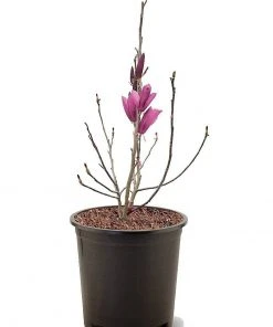 SN Magnolia - Ann (Japanese)