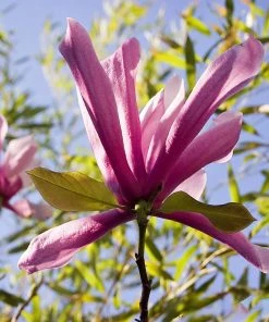 SN Magnolia - Ann (Japanese)