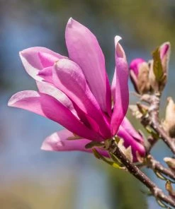 SN Magnolia - Ann (Japanese)