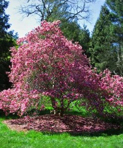 SN Magnolia - Ann (Japanese)