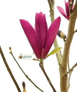 SN Magnolia - Ann (Japanese)