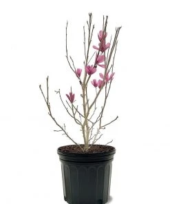 SN Magnolia - Ann (Japanese)