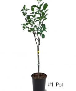 SN Apple Trees - Anna FRUIT COLLECTION