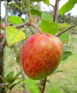 SN Apple Trees - Anna FRUIT COLLECTION