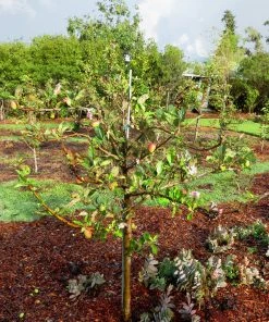 SN Apple Trees - Anna FRUIT COLLECTION