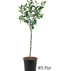 SN Apple Trees - Anna FRUIT COLLECTION