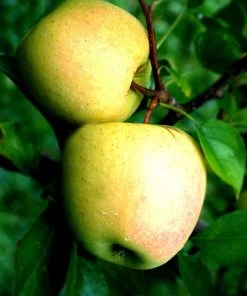 SN Apple Trees - Dorsett Gold