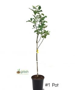 SN Apple Trees - Ein Shemer