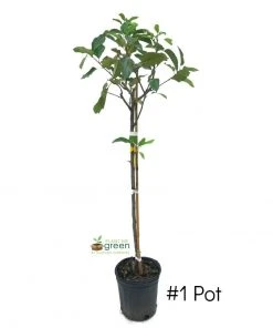 SN Apple Trees - Dorsett Gold