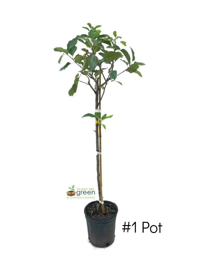 SN Apple Trees - Dorsett Gold