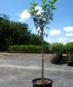SN Apple Trees - Dorsett Gold