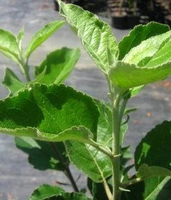 SN Apple Trees - Dorsett Gold