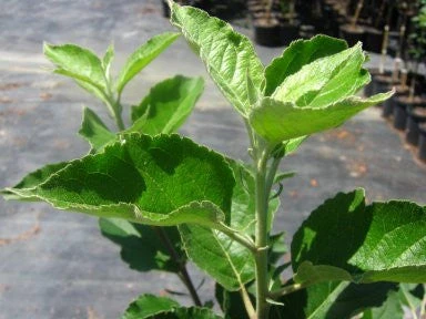 SN Apple Trees - Dorsett Gold