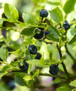 SN Blueberry - Austin (Rabbit Eye)