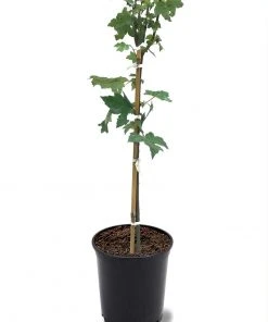 SN Maple - Autumn Blaze