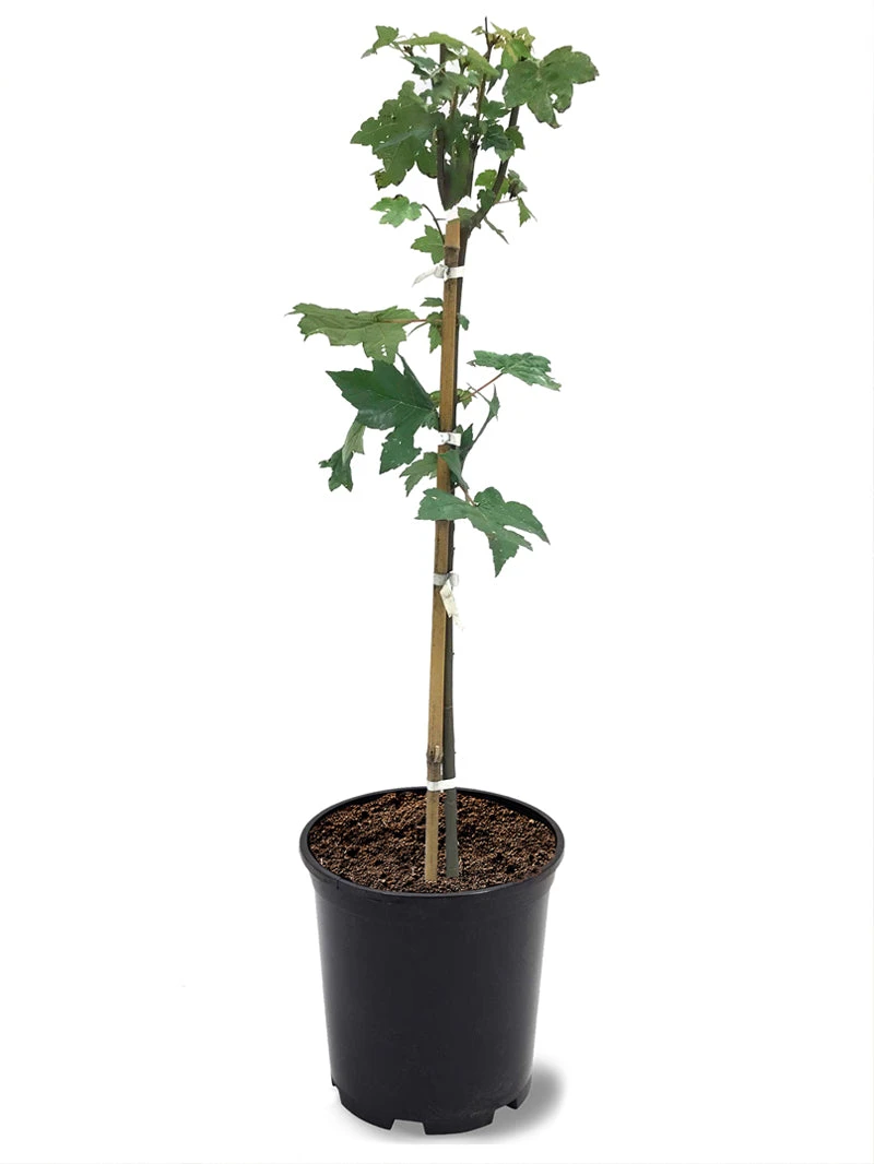 SN Maple - Autumn Blaze