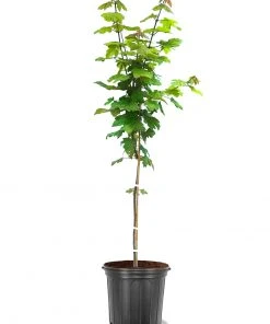 SN Maple - Autumn Blaze