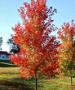 SN Maple - Autumn Blaze