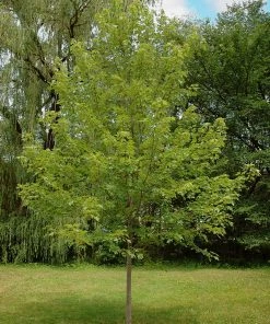 SN Maple - Autumn Blaze