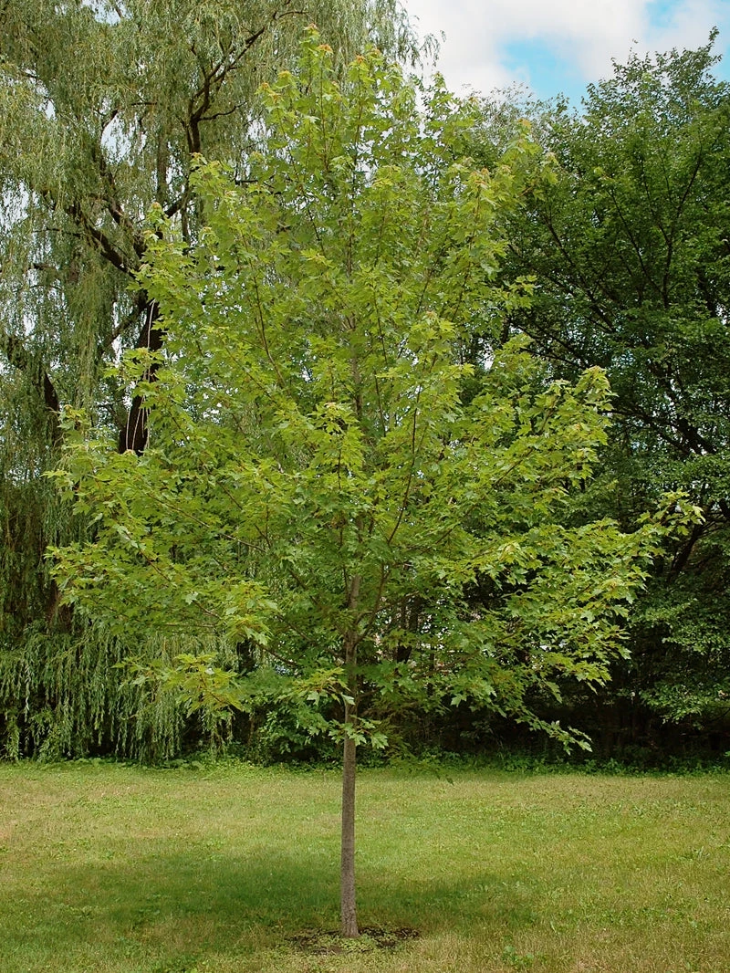 SN Maple - Autumn Blaze