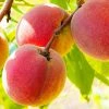 SN FRUIT COLLECTION Peach Trees - Autumn Prince