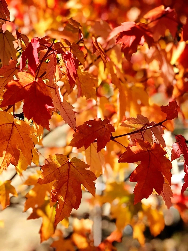 SN Maple - Autumn Blaze