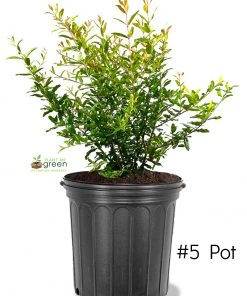 SN Pomegranate Trees - Azadi FRUIT COLLECTION