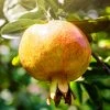 SN Pomegranate Trees - Azadi FRUIT COLLECTION
