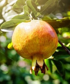 SN Pomegranate Trees - Azadi FRUIT COLLECTION