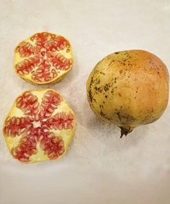 SN Pomegranate Trees - Azadi FRUIT COLLECTION