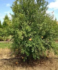 SN Pomegranate Trees - Azadi FRUIT COLLECTION