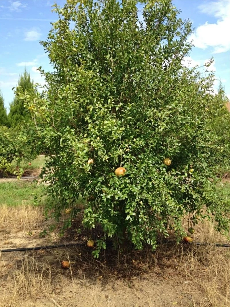SN Pomegranate Trees - Sirenevyi