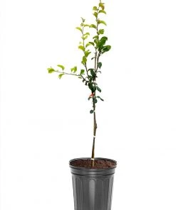 SN FRUIT COLLECTION Pear Trees - Baldwin