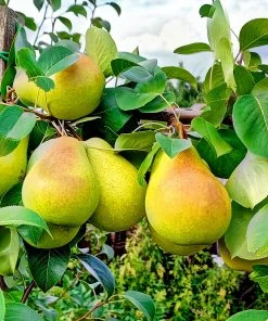 SN FRUIT COLLECTION Pear Trees - Baldwin