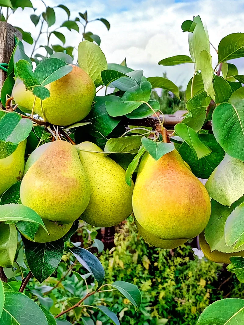 SN FRUIT COLLECTION Pear Trees - Baldwin