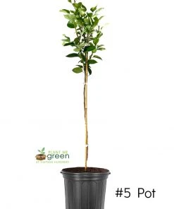 SN Pear Trees - Bartlett