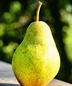 SN Pear Trees - Bartlett