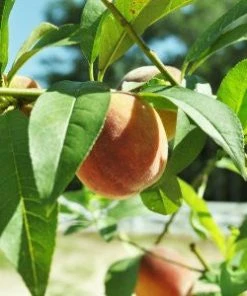 SN Peach Trees - Belle Of Georgia