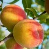 SN Peach Trees - Belle Of Georgia