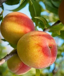 SN Peach Trees - Belle Of Georgia