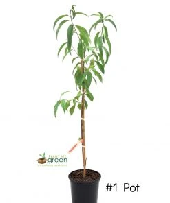 SN Peach Trees - Belle Of Georgia