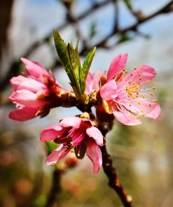 SN Peach Trees - Belle Of Georgia
