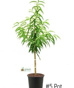 SN Peach Trees - Belle Of Georgia