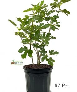 SN FRUIT COLLECTION Fig Trees - Black Mission