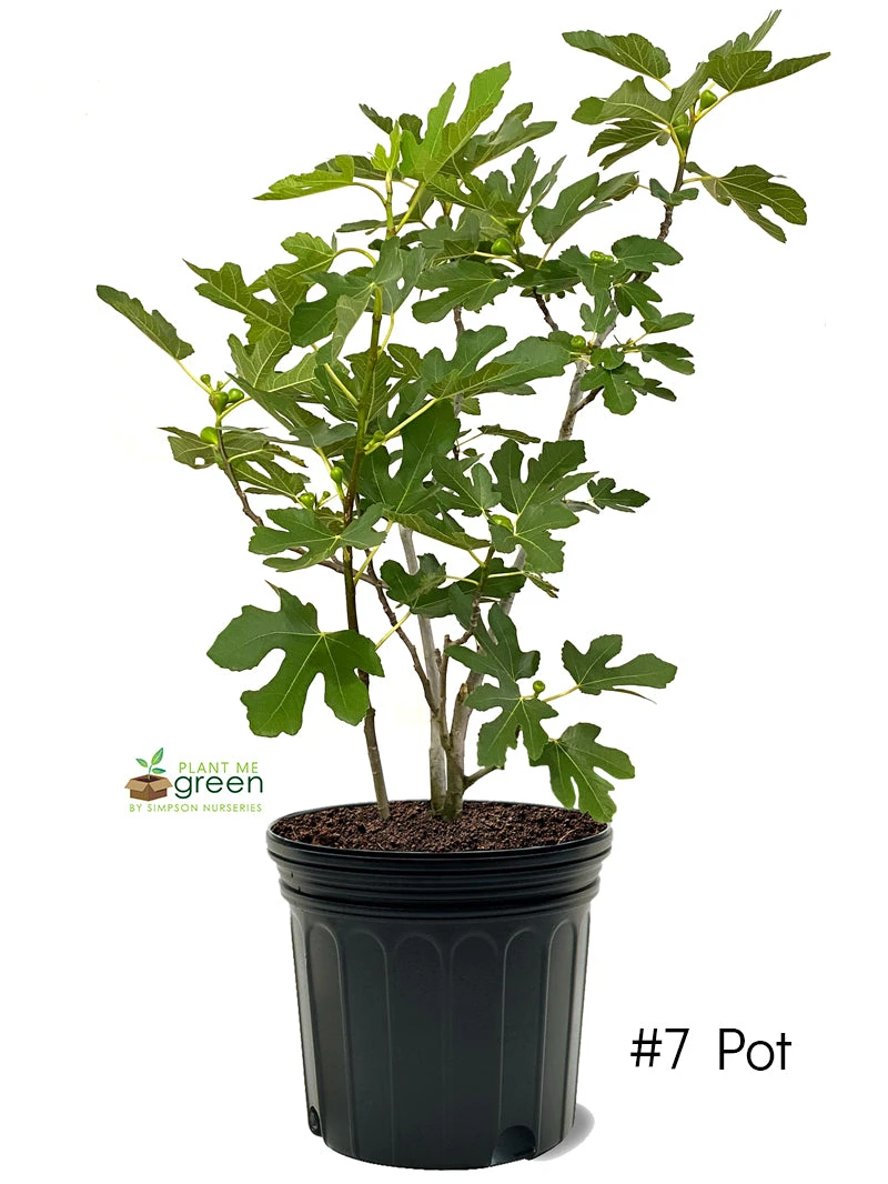 SN FRUIT COLLECTION Fig Trees - Black Mission