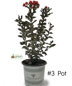 SN Crape Myrtle - Black Diamond Crimson Red FLOWERING COLLECTION