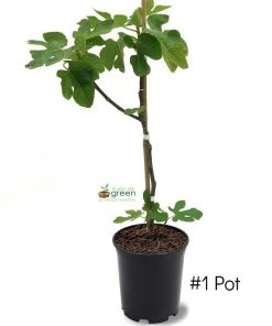 SN FRUIT COLLECTION Fig Trees - Black Mission