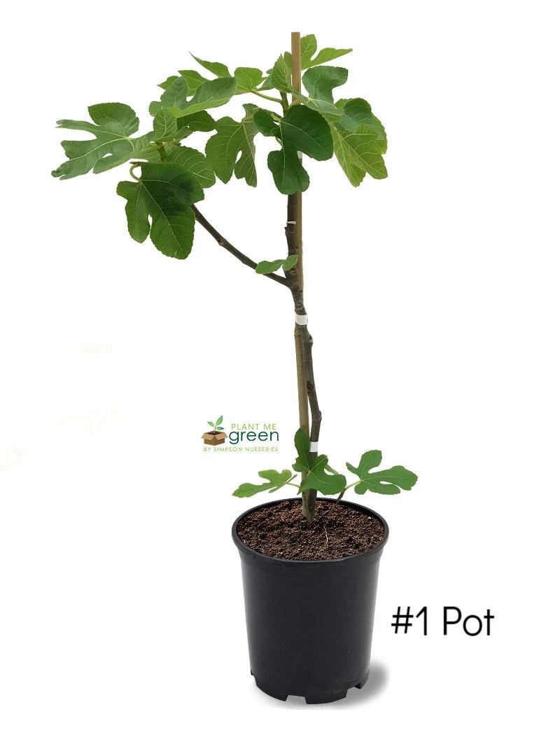 SN FRUIT COLLECTION Fig Trees - Black Mission