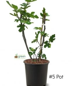 SN FRUIT COLLECTION Fig Trees - Black Mission