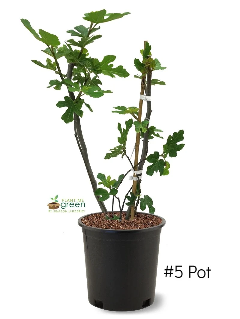 SN FRUIT COLLECTION Fig Trees - Black Mission